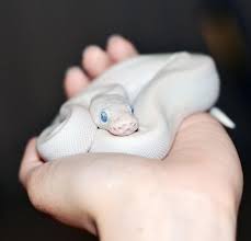 My Ball Python Blue Eyed Leucistic When He Was A Baby Named Yukon Pet Snake Ball Python Ball Python Morphs
