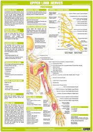 32 topographical anatomy of lower limb. Anatomy Posters Human Body Nervous System Charts In 2021 Nervous System Anatomy Nerve Anatomy Human Body Nervous System