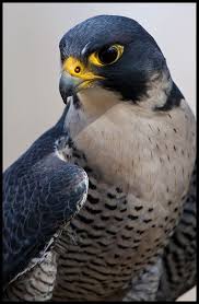 Peregrine Falcon Birds Of Prey Animals Peregrine Falcon Portrait 1 Birds Of Prey Pet Birds Beautiful Birds