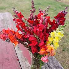 Deadheading will help keep your snapdragons blooming throughout the summer. Snapdragon Defiant Mix Organic Adaptive Seeds