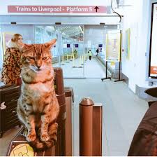 9 pups in total, 7 black (with some little white details) and 2 goldens. Whiskers In The Workplace More Cats With Careers Bbc News