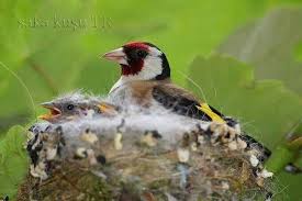 Goldfinch Carduelis Jilguero Aves De Colores Fotos De Animales