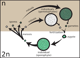 Https Www Albert Io Blog Diploid Vs Haploid Similarities Differences Meiosis Spore Similarities And Differences