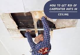 This allows the ceiling boards to move up and down with the movement of the truss. How To Get Rid Of Carpenter Ants In Ceiling A Complete Guide Pest Samurai