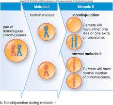 Topic 3 3 Meiosis Amazing World Of Science With Mr Green