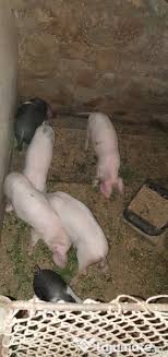 Pentru a răspunde la o întrebare trebuie să ai cont pe tpu.ro. Anunturi Gratuite Ponor