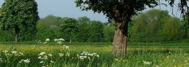 Obituary for IRENE YVETTE PROULX