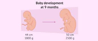 How to increase fetal weight during pregnancy. Baby Weight During Pregnancy 9th Month Babypregnancy