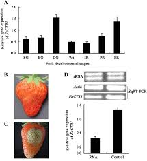 If the leaves cover part of the fruit. New Evidence For The Role Of Ethylene In Strawberry Fruit Ripening Springerlink