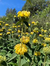 Image result for Phlomis fruticosa