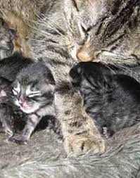 Der ursache liegt am finalen gebiss, dass gegen die wurzeln der milchzähnchen drückt, sodass diese sich auflösen. Tierbabys Wenn Die Katze Junge Bekommt