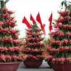 Seed baby dragon fruit plant. 1