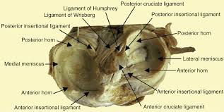 Understand your knee locking symptoms, including 9 causes & common questions. Applied Basic Sciences Section 5 Postgraduate Orthopaedics
