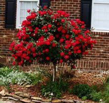Knock Out Rose Tree Knockout Rose Tree Rose Trees Knockout Roses