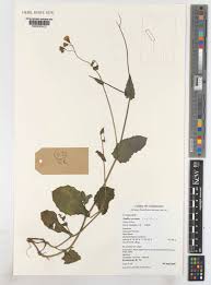 Image result for Emilia caespitosa