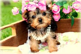 The good news is that for between $10 to $40, you can buy a 7 to 10 lb. Yorkshire Terrier Puppies For Sale Princess Puppies