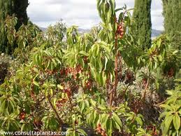 Image result for Andrachne