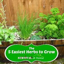 The 5 Easiest Herbs To Grow Container Herb Garden Easy Herbs To Grow Medicinal Herbs Garden