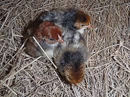Maybe you would like to learn more about one of these? Hamburg Chicken Wikipedia