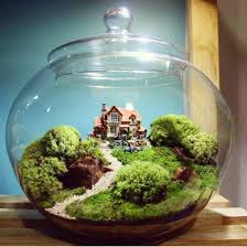 Image May Contain Plant Succulent Garden Diy Garden Terrarium Terrarium Scene