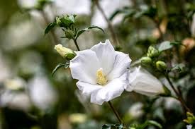 Before you begin planting summer blooming perennials need to be deadheaded often to ensure the plant keeps producing blooms. White Flowering Shrubs 20 Of The Best Varieties For Your Garden Gardening From House To Home