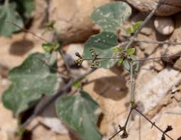 Image result for Commicarpus