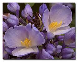 Image result for Senecio speciosus