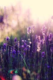 Beautiful Lavender Flowers In The Sunrise Nature Amazingnature Nature Amazingnatur Flowers Photography Flowers Photography Beautiful Nature Photography