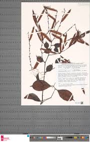 Image result for Afrobrunnichia