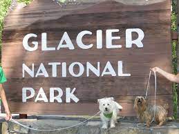 Maybe you would like to learn more about one of these? Dog Friendly Glacier National Park Thepupdiary Com The Pup Diary