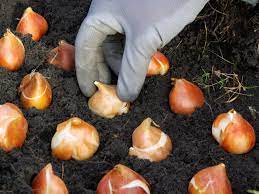 When digging for bulbs, always make certain to wear gloves, as some flower bulbs contain toxins that may cause irritation to skin. Which Way Is Up On Flower Bulbs Which Way Up Do You Plant Bulbs