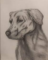 Pencil Drawing Dog Drawing By Kubra Yildiz Artmajeur
