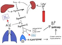 Check spelling or type a new query. The Renin Angiotensin System Raas The Renin Angiotensin System Sometimes Called Nursing Notes Renin Angiotensin Aldosterone System Autonomic Nervous System