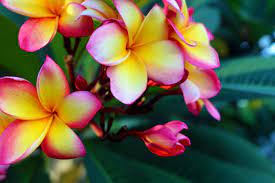 If you like plumeria for 2018, you might love these ideas. Grow Beautiful Plumeria Anywhere Everything You Need To Know Garden Of Aquarius
