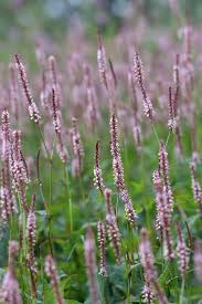 Image result for Persicaria