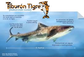  text :don't be alarmed. Estudio Analizara El Comportamiento Del Tiburon Tigre En La Isla Del Coco