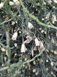 Image result for Asparagus officinalis