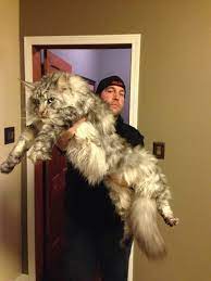 You'll find pictures of cats and kittens. Literally Just 19 Very Large Cats