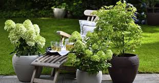 Winterharte Geholze Fur Kubel Mein Schoner Garten