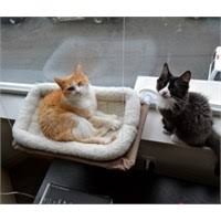 Sunny Seat Cama Asilan Kedi Yatagi Tavsiye Ve Onerileri