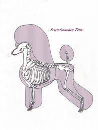 by chris sertzel strizhki dlya sobak pudel strizhka sobak