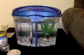 In fact, their whole display of trying to make themselves look bigger is to intimidate the other fish. Warning To People Who Want To Get A Betta Fish Imgur