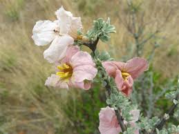 Image result for Rhigozum zambesiacum