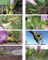 Image result for Astripomoea lachnosperma