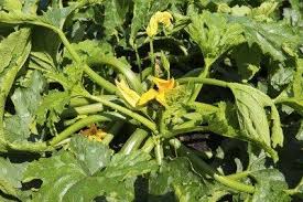 A zucchini plant in darnell's garden was 12 centimeters tall. Floppy Zucchini Plants Why A Zucchini Plant Falls Over Zucchini Plants Garden Vines Plants