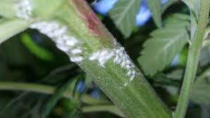The fungus will appear on the leaves and the. White Powdery Mildew On Cannabis Plants Identification Solution