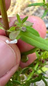 Image result for Bacopa floribunda
