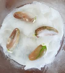 We did not find results for: Dave Aplin On Twitter Jackfruit Artocarpus Heterophyllus Seeds On Days 5 10 20 Recalcitrant Seeds