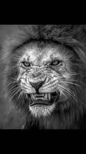 Just Once Let Me Annihilate Poachers Animaux Animaux Geants Animales