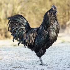 Fantastis 5 Ayam Termahal Di Dunia Salah Satunya Dari Indonesia Mantra Sukabumi